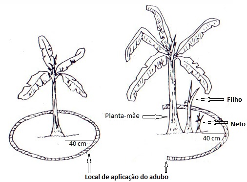 Fig.3_desenho de adubacao da bananeira.jpg